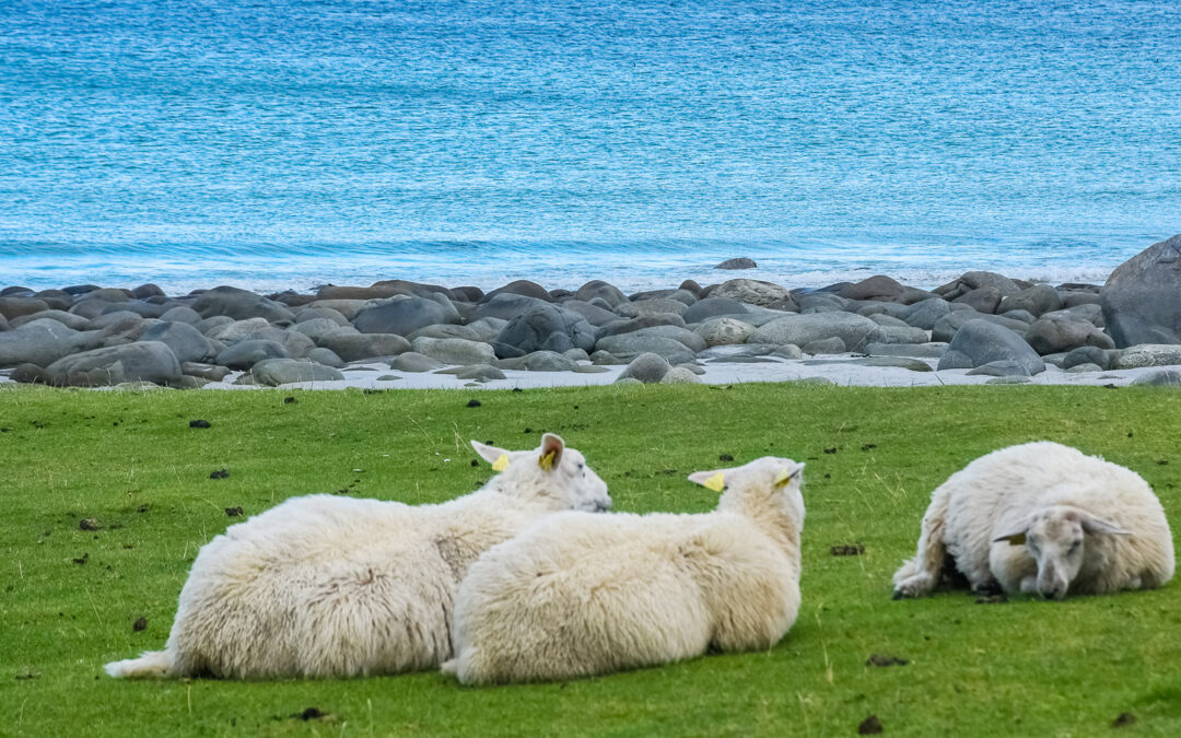 Blåtunge – føre var for sau