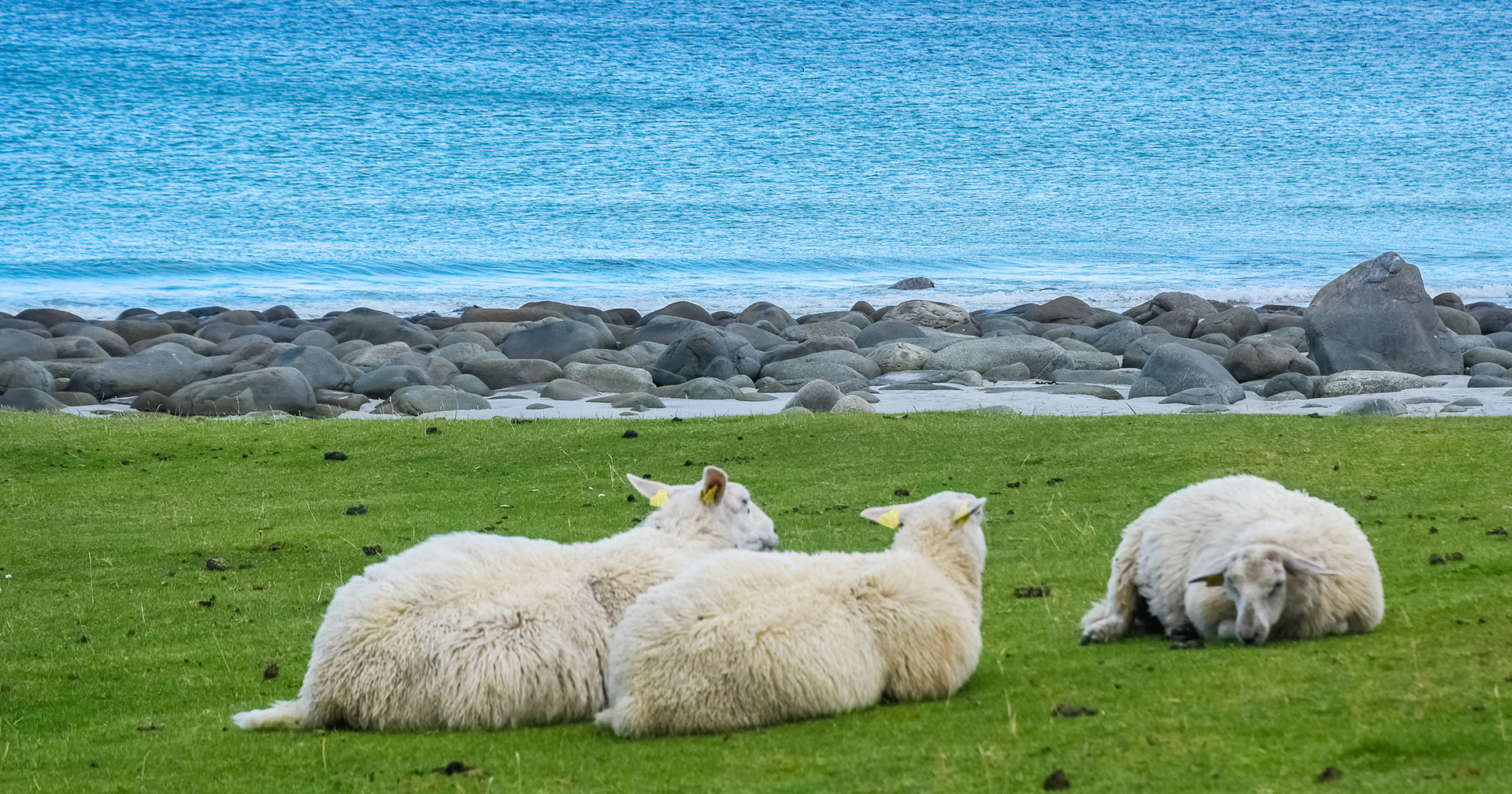 Idyllisk, men utsatt: Sau som beiter langs kysten er mest utsatt for å bli smittet av blåtunge. Foto Istock / StefanoZaccaria