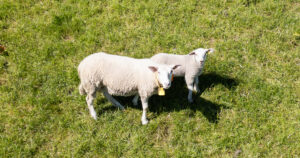 En plan for lammet: Å få lam i påsettlamma er et effektivt tiltak for å bedre økonomien i saueholdet. Foto: iStock / Dmitri Toms