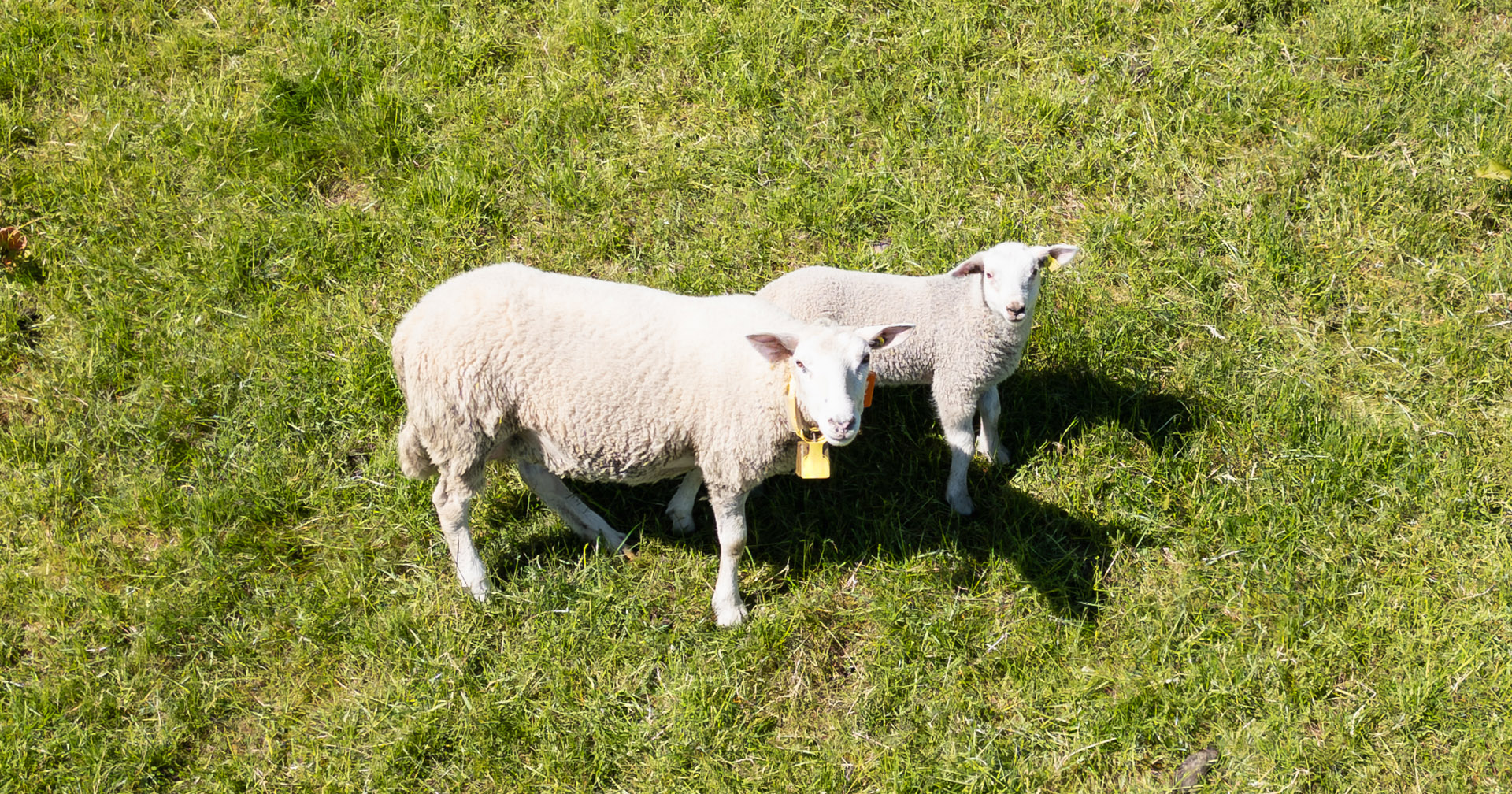 En plan for lammet: Å få lam i påsettlamma er et effektivt tiltak for å bedre økonomien i saueholdet. Foto: iStock / Dmitri Toms