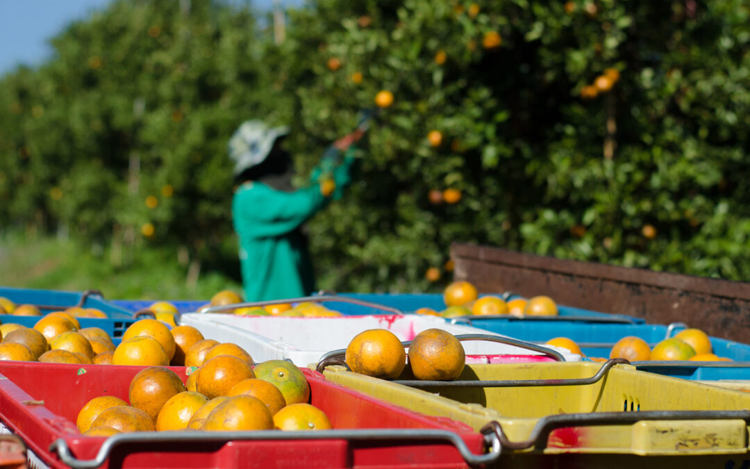 Klimakrisen i handlekurven din