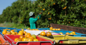 Dyrere appelsiner: Prisen på appelsiner har doblet seg grunnet blant annet klimarelaterte forhold. Også kaffe, kakao, olivenolje, ris og vin blir dyrere av samme grunner. Det påvirker også oss her i Norge. Foto: Istock / joloei