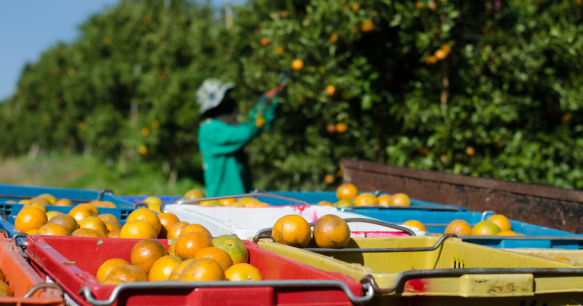 Dyrere appelsiner: Prisen på appelsiner har doblet seg grunnet blant annet klimarelaterte forhold. Også kaffe, kakao, olivenolje, ris og vin blir dyrere av samme grunner. Det påvirker også oss her i Norge. Foto: Istock / joloei