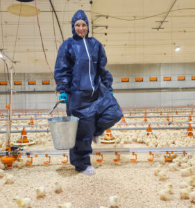 Kylling-signal: Dataregistreringer gir mye god informasjon, men det er kyllingene som gir deg svaret på hvordan de har det akkurat i øyeblikket.