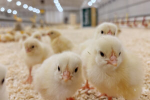 Alt i orden? I tillegg til ditt eget blikk, kan datamaskinen gi svar.