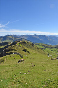 Europatoppen: Austerrikske beiter på 1700 m.o.h.!