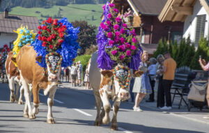 Her kjem me att! Kyrne i Tirol blir pynta med blomar, bilete og ulike symbol når dei skal ned og heim frå fjellet om hausten. Bygdefolk og turistar helsar dei velkomne.
