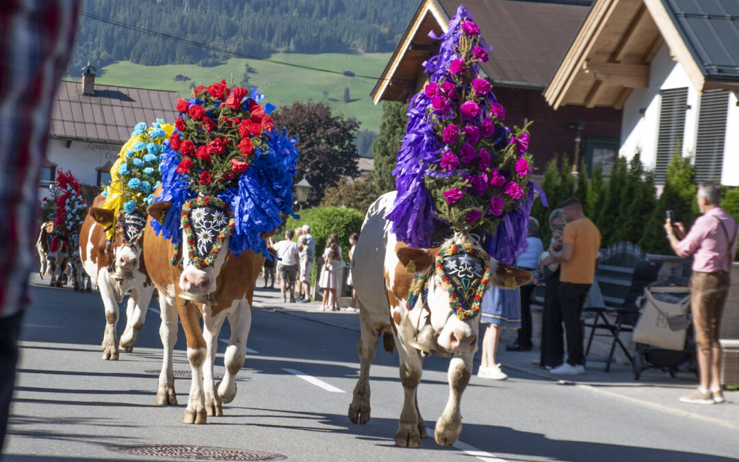 Almabtrieb: – Eg kjenner tårene presse på