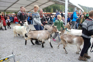 Ingen parade utan geit: Geitene er alltid godt representert på Dyrsku’n, i lag med engasjerte bønder.