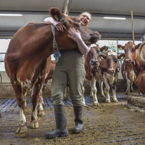 Godt grep: Dyra på Torvholen og Maria kjenner kvarandre godt. – Eg saknar dei når eg er på ferie, seier fjøsmeisteren. Ambisjonen hennar er å kjenna kyrne så godt at ho ikkje gløymer nummeret på dei ho sender til slakt.