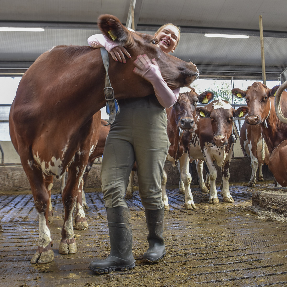 Godt grep: Dyra på Torvholen<br />
og Maria kjenner kvarandre godt.<br />
– Eg saknar dei når eg er på ferie, seier fjøsmeisteren. Ambisjonen hennar er å kjenna kyrne så godt at ho ikkje gløymer nummeret på dei ho sender til slakt.