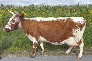 Heilt sjef: Nykkje er etter 7161 Særs og morfar 42012 Jarnsby 2. Dommarane si omtale av Nykkje: Rasetypisk ku med sterk overline, fine farger og horn. Gode bein og godt festa jur med god speneplasseing. Noko grove spenar. Malin Bakken Reinslo t.v. og Emilie Rasmussen frå Buskerud vgs. fekk motta prisane på vegne av Nykkje.