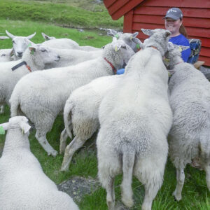 Hereford og NKS: Dyra blir sleppte på fjellbeite kvar sommar, men Bente Edal Edvartsen og sambuar Leon Edal Larsen er likevel tett på dei.