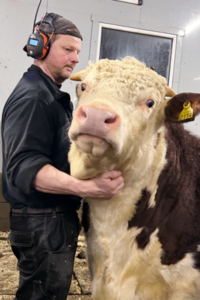 Kjøtt og melk: I plassen for å leie kostbar kvote, har de heller noen kjøttfedyr i fjøset.