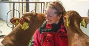 Raus med melkefôringa: Agnete bruker mye tid på kalvene, som får drikke så mye melk de vil tre ganger om dagen. De klarer gjerne 12, og opptil 15 liter til dagen.