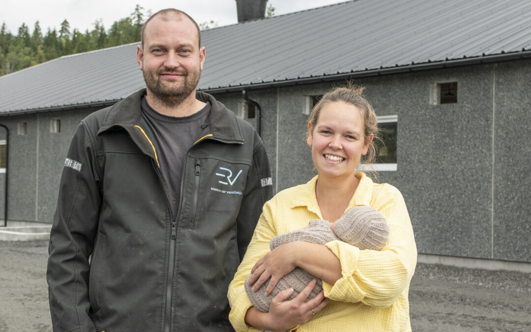 Ammekufjøset blir grisehus om sommaren