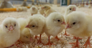 Livligere: Nysgjerrige og aktive kyllinger av den sakterevoksende hybriden Rustic Gold, rett etter ankomst fra rugeriet.