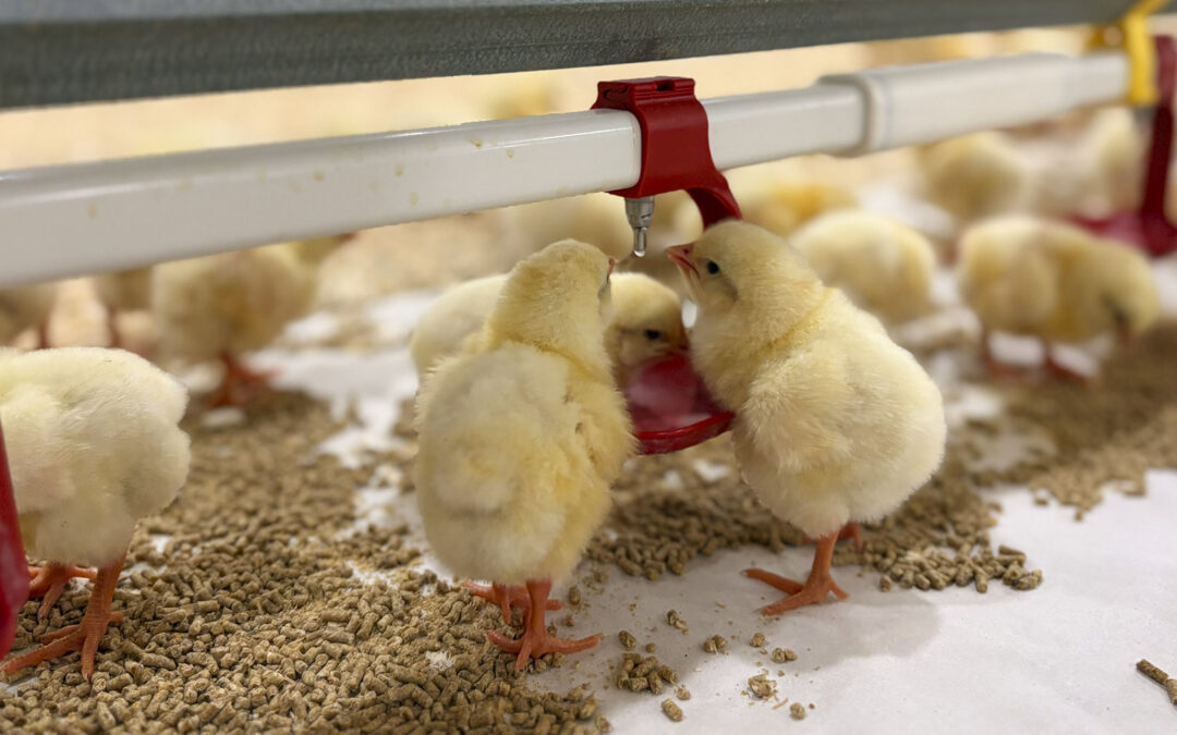 Er du rustet for overgangen til ny kyllinghybrid?