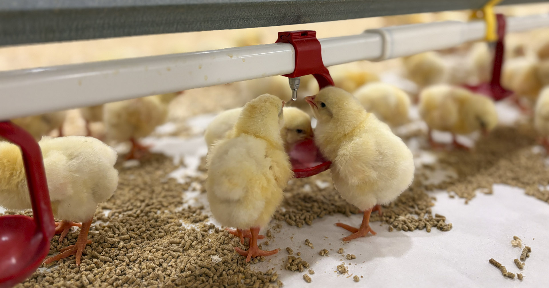 Tilrettelagt: Det er lett for de nyklekte kyllingene å finne vann når nippelen er i rett høyde