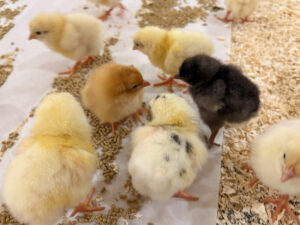 Hele paletten: Mange sakterevoksende hybrider har spennende fargekombinasjoner.