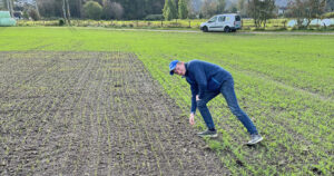 Spirer! Høstrug 30. september, sådd 16. september eller 6. september, ble lik avling på våren med fire dagers mellomrom.