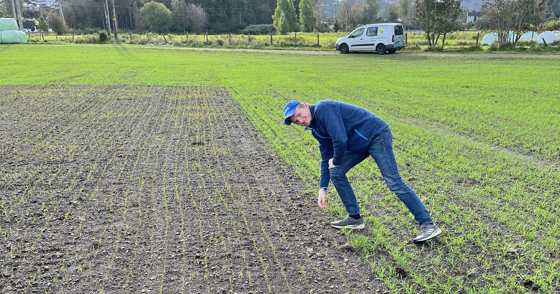Spirer! Høstrug 30. september, sådd 16. september eller 6. september, ble lik avling på våren med fire dagers mellomrom.