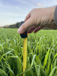 Lubbent: Høstrug 29.april, en uke før begynnende skyting og slått.