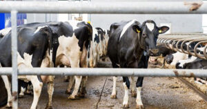 Foto: Sure Step Consulting