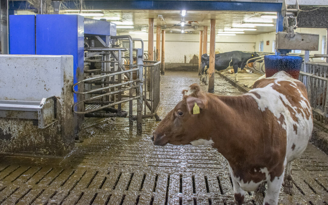 Vekst i bondeinntekta: Mjølka løftar Sørvestlandet