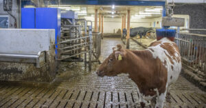 Drivaren: Mjølkekua er drivaren i Rogalandslandbruket. Dekningsbidraget per ku enda på 34.000 kroner per ku i 2024 mot 28.000 kroner året før, i følgje tal fra SpareBank 1 Sør-Norge Forretningspartner. Illustrasjonsfoto: Liv Kristin Sola