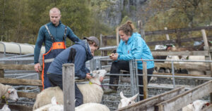 Rett sau til rett eigar: Når flokken er sortert står dei att med ei gruppe med status «annan sau», som dei registrerer og finn eigarane til.