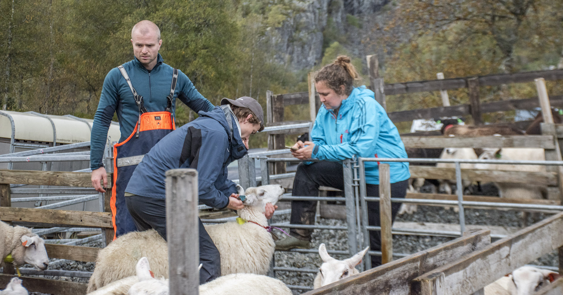 Rett sau til rett eigar:<br />
Når flokken er sortert står dei att med ei gruppe med status «annan sau», som dei registrerer og finn eigarane til.