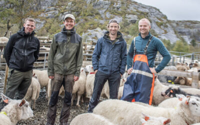 Slaktar rett frå fjellet