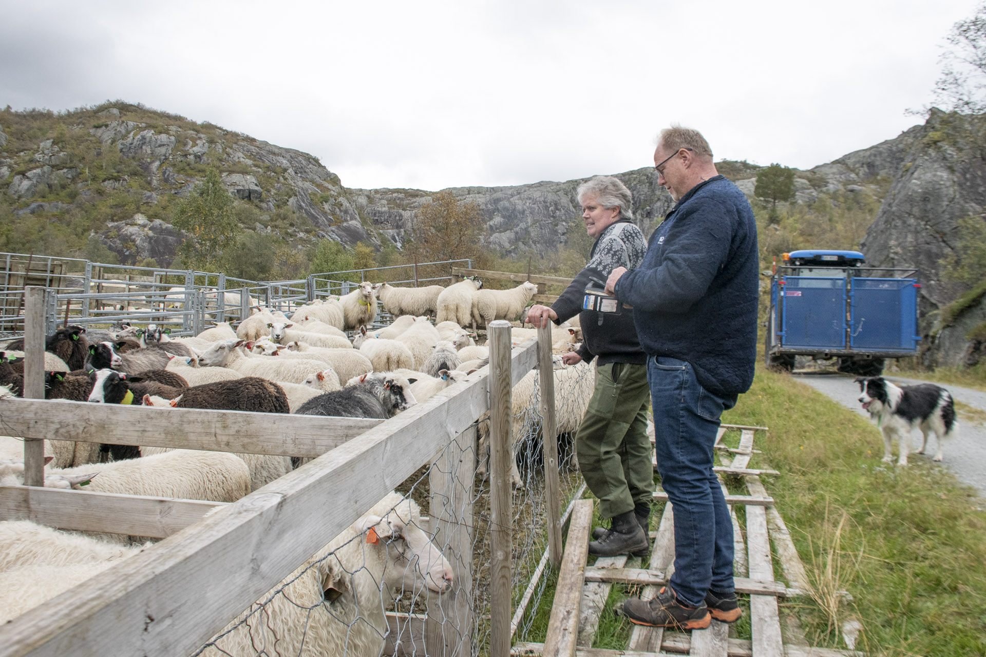 Godt samarbeid: Bøndene har godt samarbeid med Erik Jordebrekk (i front) som har sau i naboheia.<br />
– Det er flott å ha beitenaboar som Erik og resten av gjengen frå Bleskestad. Dei er til uvurderleg god hjelp, seier Askil Eggebø.