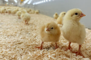 Rustic vs Ross: Her står en kylling av hver av hybridene Rustic Gold (t.v) og Ross 308 (t.h) side om side i et forsøkshus.