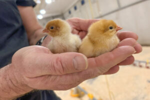 I gode hender: Den viktigste enkeltfaktoren for en vellykket kyllingproduksjon, er den som steller kyllingene til daglig. Disse er av den sakterevoksende hybriden Rustic Gold.