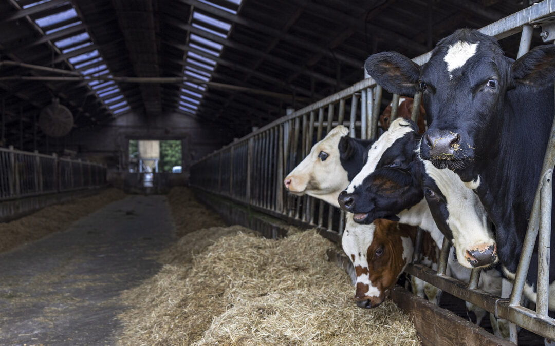 Forebygg jurbetennelse hos kvigene tidlig