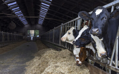 Forebygg jurbetennelse hos kvigene tidlig