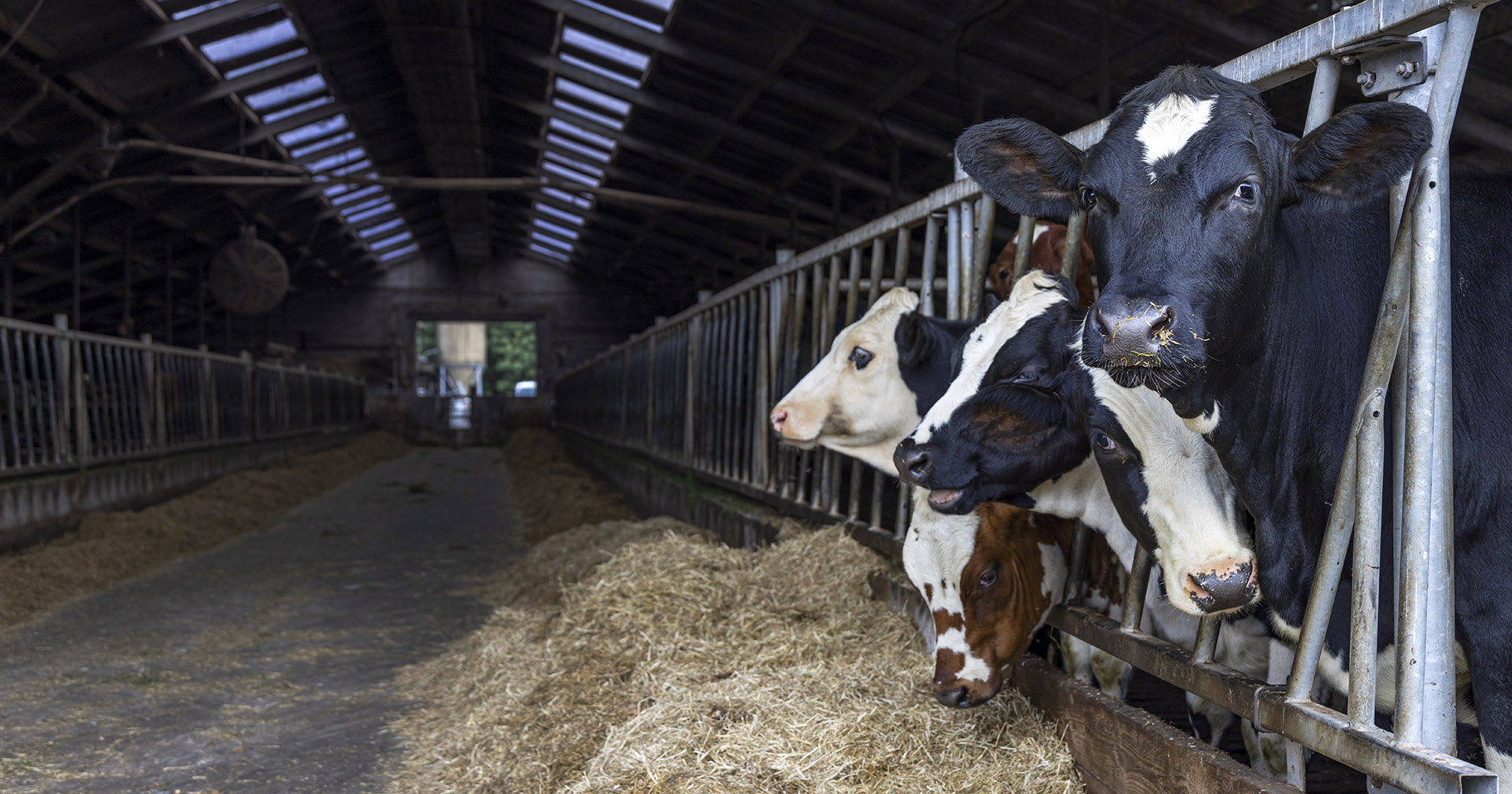 Rent og mykt: Rent og tørt liggeunderlag er en enkel måte å få redusert mengden bakterier på. Kyr i laktasjon får ofte rengjort liggebåser og nytt strø minst en gang daglig. Hvor mange tilbyr samme standard til kvigene? Foto: Ostock / Clara Bastian