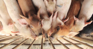 Vatn please: God kapasitet og mange nok drikkeniplar er sentralt for dyrevelferda. Illustra­sjonsbiletet syner det motsette; tørste griser og tørr drikkenippel. Foto: Istock / esancai