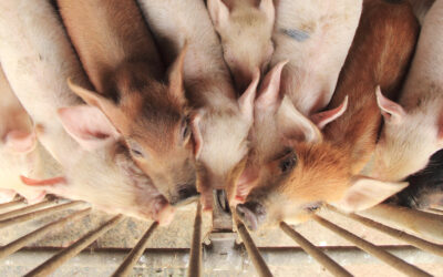 Sjekk at grisene får nok vatn