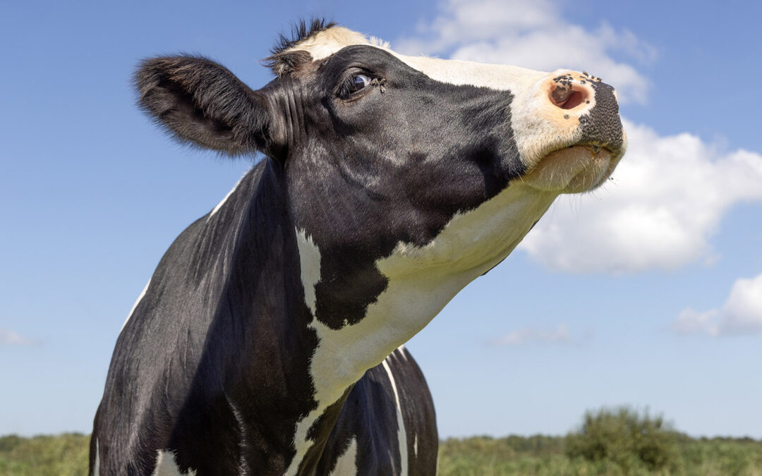 Kua er ikke problemet