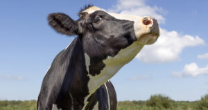 Ikke skyld på meg: Det finnes gode klimatiltak som ikke innebærer tilsetningsstoffer, for tenk. Foto: Istock / Clara Bastian