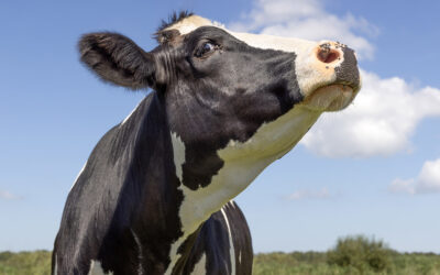 Kua er ikke problemet