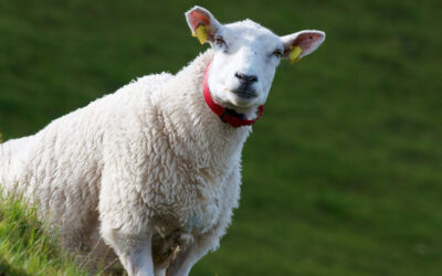 Haldbare søyer er verdifullt