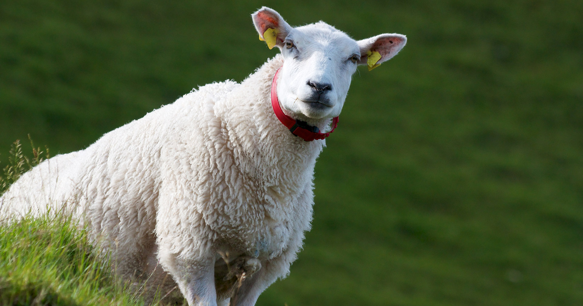 Liv laga: Søya er på topp ved 3,4 og fem års alder. I snitt får dei likevel berre bli ca. fire år gamle. Kanskje skulle dei få leva litt lengre? Foto: IStock / Jan Miracky