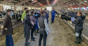 Få fatt i fôret: Her drøfter kusignal-kurset tilgjengeligheten av fôr. Kyrne sorterer fôret de får, og i denne situasjonen skulle fôret ha vært skubbet inntil dem tidligere. Bildet er fra november 2020, så vi brukte munnbind på grunn av Corona-epidemien. Foto: Lean Farming®