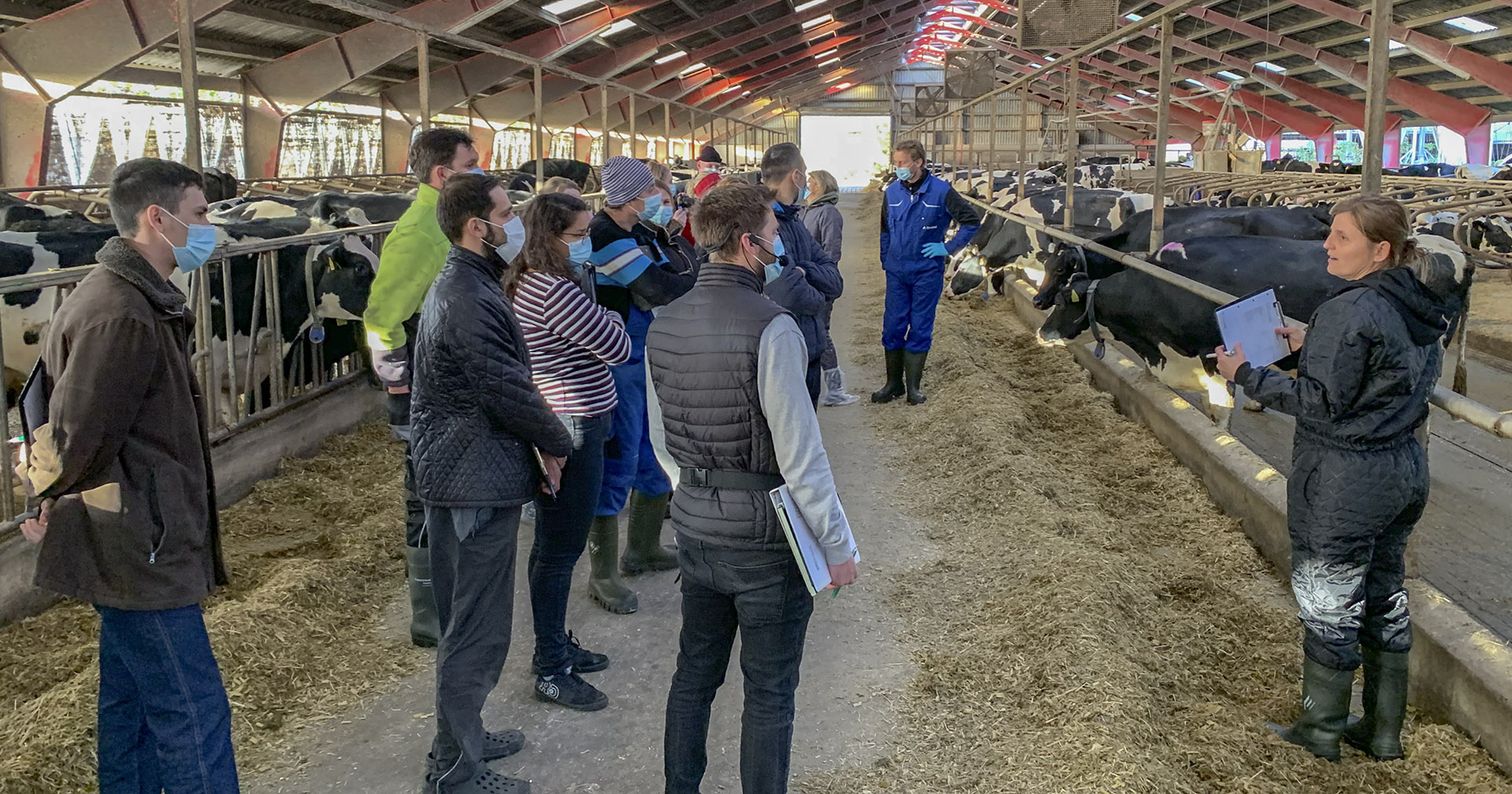 Få fatt i fôret: Her drøfter kusignal-kurset tilgjengeligheten av fôr. Kyrne sorterer fôret de får, og i denne situasjonen skulle fôret ha vært skubbet inntil dem tidligere. Bildet er fra november 2020, så vi brukte munnbind på grunn av Corona-epidemien. Foto: Lean Farming®