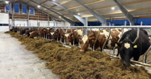 God drift: Når bygget står ferdig er det viktig å få på plass gode rutinar slik at du ikkje kjem på bakpå frå start. Ha fjøset på stell og sjå til at dyra et og har gode bein å gå på. – Det er kua som skal betale investeringa, seier Selmer. Foto: Privat