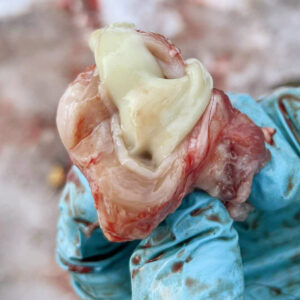 Puss: Typiske funn i lymfeknutane på hovedet. Pusset er seigt og grønt på farge. Sauen hadde også byllar i andre lymfeknutar. Dyret er avliva grunna desse symptoma. Foto: Kristina Jordalen